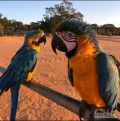 Dwie gadające papugi ara dostępne tylko dla kochających domów. Oddaję je do adopcji do domu, w którym na pewno będą kochane i...
