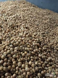 Posiadamy w ofercie duże ilości cebuli w lusce wielkość 65% 60 +  tara 7/8% cena loco Kujawy 70gr/kg Import Zapraszamy Tel....