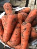 КУПЛЮ  моркву, не миту, без пошкоджень. (прошу пропонувати ціну також в євро...