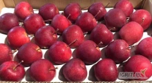Kupię jabłka bezpośrednio od producentów z możliwością przygotowania w karton /2 wytłoczki/ odmiany: Red Cap, King Roat, Red...