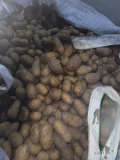 Sprzedam ziemniaki jadalne 35+ odmiana Gala luzem. 75 ton