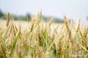 Kupię pszenicę paszową i kukurydze paszową w ilości min. 2000 MT miesięcznie z dostawą do Polski i krajów UE.
