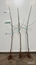 Alwa, dwuletnie drzewka na M9, Gospodarstwo Szkółkarskie Frąk