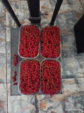 Sprzedam porzeczkę czerwoną odmiana Detvan rwana ręcznie. Owoce są duże i dorodne. Wielkość pojemników do ustalenia indywidualnie...