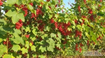 Porzeczka czarna i czerwona rwana ręcznie w łubianki pod zamówienie. Grube owoce z dwuletniej plantacji. 