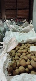 Sprzedam ziemniaki jadalne odmiana Belmondo, Queen Anna kaliber 45 opakowanie big bag lub luz towar z jasnej ziemi po szczotkarce 