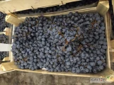 Sprzedam winogrona na przemysł. Odmiana Moldova. Ilość około 6-7ton. Pakowane w skrzynki po 9kg. Możliwość spakowania w kisteny na...