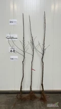 NAJDARED M9 dwuletnie drzewka jakości 4-6.
