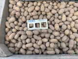 Sprzedam ziemniaki kaliber 40-50mm odmiana Catania pakowane w szyty worki 15kg lub luzem.
