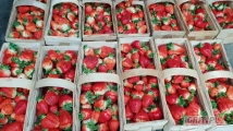 Jesteśmy dystrybutorami polskiej truskawki i owoców miękkich. Poszukujemy stałych odbiorców. Towar, jakość i odmiany według...