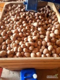 Ziemniaki czerwone odmiana BelaRosa około 1 tona  kal 4+