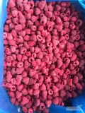Raspberries for sale- Raspberry extra 95/5, 90/10, 85/15 packing box 10kg;- Raspberry fruits Frozen Crumbled A class, packing box 10kg, bag...