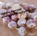  We are ALshams for general import and export .

