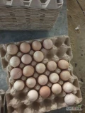 1PL  sprzedan jaja z wolnego wybiegu ilosci paletowe. 