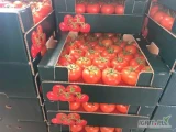 Оптовая продажа помидора экспорт из Турции.
