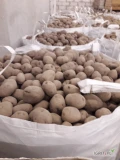 Sprzedam 24 tony ziemniaka 5+ Bellarosa i Jurek. Opakowanie BB.