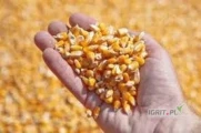 Sprzedam kukurydzę mokrą opakowanie big bag z wkładem foliowym wilgotność ok 28% 