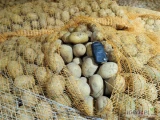Sprzedam ziemniaki Soraya kal. 35-45mm. Rok po centrali z oryginału. Faktury do wglądu. Dostępne 15t. Zapraszam 