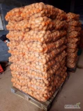 Sprzedam ziemniaki jadalne odmiana SORAYA 1.5 tony. Przygotowane w woreczku po 15 kg . W razie pytań zapraszam do kontaktu >>>...