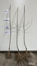 NAJDARED, ALWA M9 dwuletnie drzewka M9 jakości 7+ i 4-6 z chłodni.
