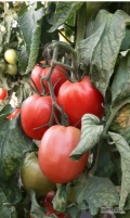 Sprzedam sadzonkę pomidora malinowa śliwka (Jangcy)
