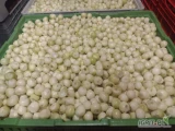 Sprzedam cebule obraną na biało. Ilość około 7 ton. Posiadam transport chłodniczy. Mile widziana stała współpraca.