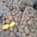 Sprzedam 60 worków żółtych ,jadalnych , sypkich i sałatkowych ziemniaków odm. Bernina ze świadectwem PIORiN.