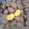 Sprzedam 60 worków żółtych jadalnych ,sypkich ziemniaków odmiany Bernina . Ze świadectwem.