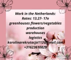 Praca na produkcji drobiu- Holandia- ( najlpeiej single ale mogą być też pary )Dostępne są również inne oferty ale z językiem...