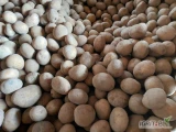 Sprzedam ziemniaki drobne kal. 35-40mm, odmiana Verbena, Tacja, Lili, Bellarosa, Denar, Quen Anna, towar czysty I świeży, możliwy...