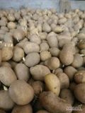 Sprzedam ziemniaki DENAR wielkość sadzeniaka. 