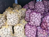 Do sprzedania ziemniaki LORD I BELLAROSA pakowane po 15kg 
