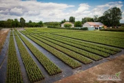 Садівництво Selerscy працевлаштування для роботи з виробництва розсади та на...