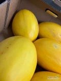Do sprzedania mam cytrynę, mini arbuza i melona żółtego, pomidor kumato duże ilości, sprzedaż hurtowa!!! Ceny atrakcyjne 