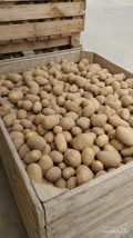Sprzedam ziemniaki jadalne odmiana Belmondo, Queen Anna kaliber 45 opakowanie big bag ilości tirowe 