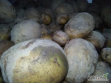 Sprzedam ziemniaki paszowe luzem ok 4 ton 