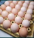 Jajka bardzo smaczne i zdrowe, kury chodzą wolno na bardzo dużym wybiegu, karmione praktycznie ekologicznie bez rzadnych sztucznych...