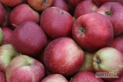 Kupimy około 40 ton jabłka EKO na musy / obieranie. Tylko kontrola. Odmiany z rodziny Jonagold, Jonagored, Jonaprince, De Costa - nie...