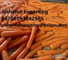 fresh Egyptian carrot 