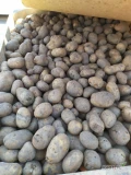 Sprzedam ziemniaki paszowe 8 skrzyniopalet około 4 tony 