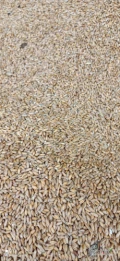 Sprzedam 100 ton mieszanki pszenica 70% pszenżyto 30% waga na miejscu załadunek 10 minut 