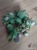 Sprzedam orzechy laskowe w zielonej otulinie Kataloński rwany pod zamówienie, pakowany w worki po 10kg. 