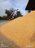 Sprzedam 1000ton kukurydzy mokrej 620zl netto przy 30%