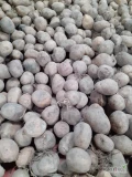 Sprzedam ziemniaki Soraya wielkosć sadzeniaka pakowane w worki 20 kg lub luz wiecej info tel 665111785