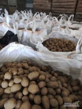 Sprzedam ziemniaki Gala 45+ duze ilosci big bag