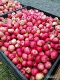 Sprzedam jabłko idared rwane i zbierane 37 skrzyń ( w tym 12 dużych tzw.Belgijskich )  Interesuje mnie odbiór z podwórka z własnym...