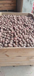 Sprzedam ziemniaki RUDOLF kaliber 3.5-5.0 mm pierwszy rok po centrali ładny I zdrowy towar 