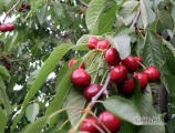 Im searching someone who will buy cherries from me and make a long term contract I have 20-60 tons of cherry Valery Chkalov every year in...