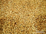 Firma NODIA Sp. z o.o. produkuje pszenice, kukurydze ta inne zboza. Zapraszamy na naszą stronę internetową: https://www.nodia.org/kontakt...