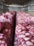 Witam sprzedam ziemniaki jadalne czerwone o żółtym miąższu odmiana Red Lady Kal 45 worek 15kg wiązany ilość 1000 worków cena 27zł...